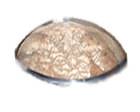 soapnut bubble