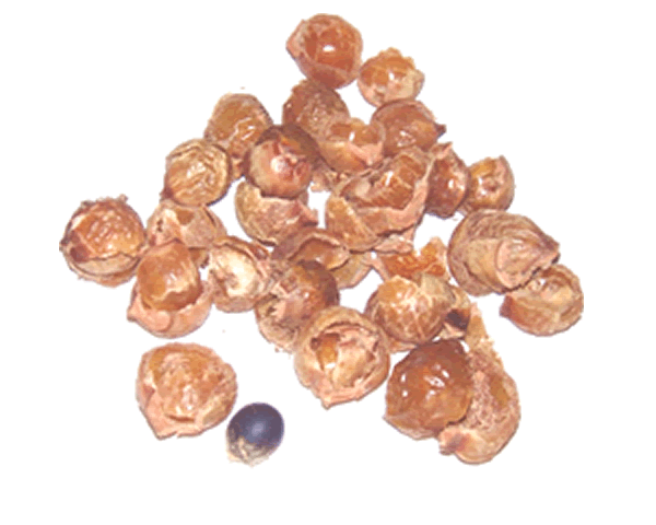 fruit