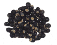 soapnut seed